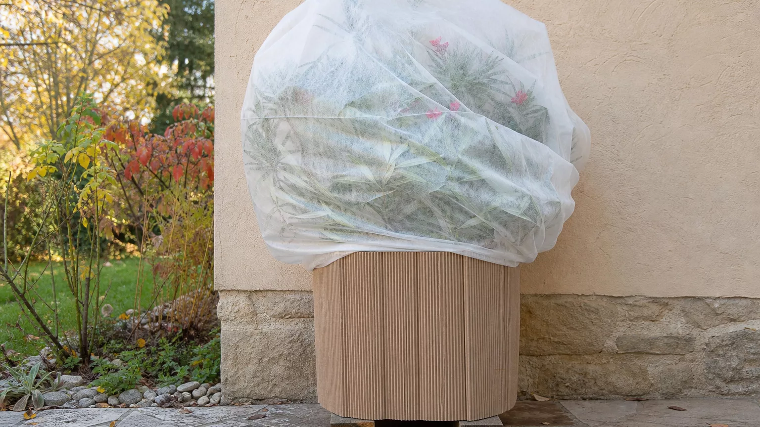 Laurier-rose en pot surélevé, protégé par du carton et un voile près d’un mur.