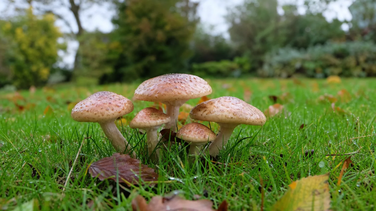 Petits champignons dans une pelouse humide parsemée de feuilles d’automne.